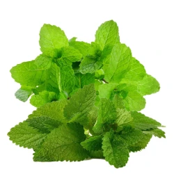 Табак Fumari Enlighten Mint (Энлайтен Мята) 100гр